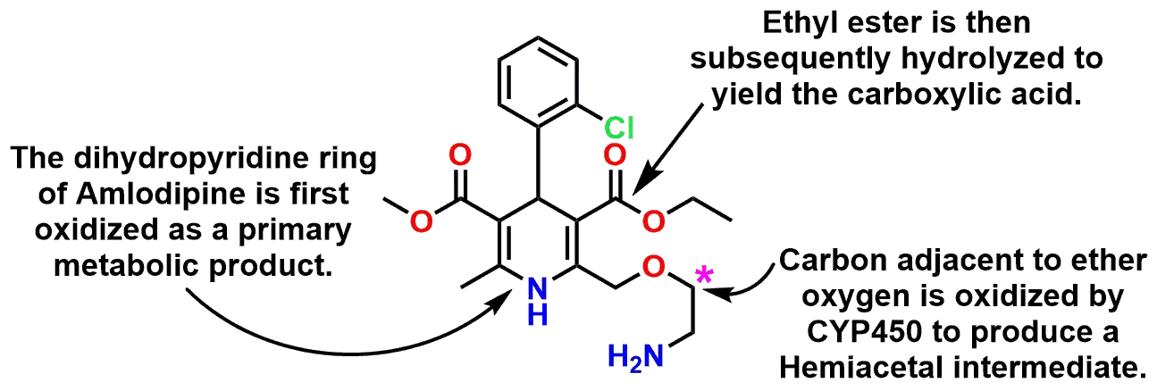 Figure 7: Highlighted Metabolic Processes Undergone by the Drug Amlodipine